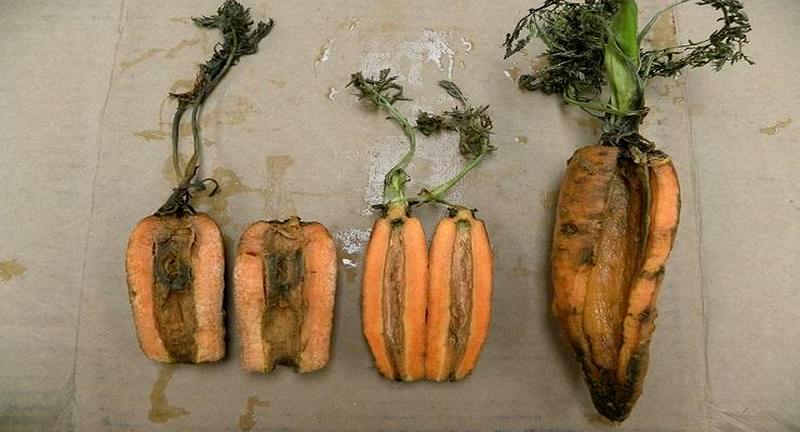 Мокра гниль моркви, джерело фото: nexles.com